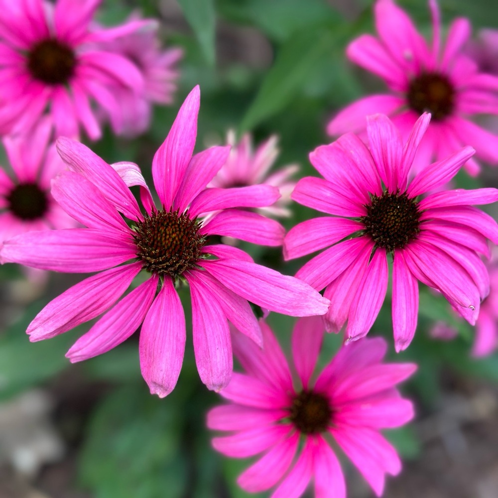 Meet your Posher, Kristy